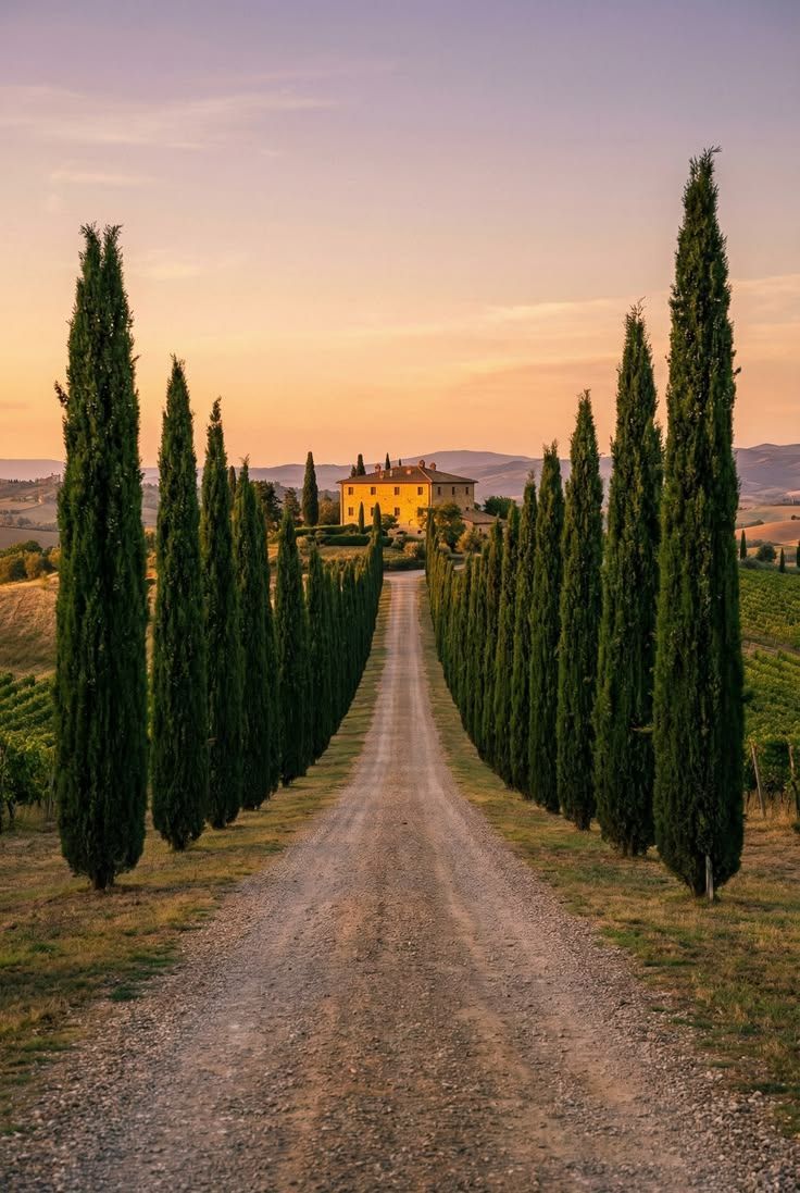 Camino de cipreses al atardecer